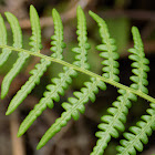 Eagle fern