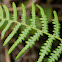 Eagle fern