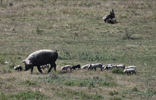 Poljoprivrednici: Zbog afričke kuge svinja, svinjokolj krenuo ranije, priplodnu stoku niko ne traži