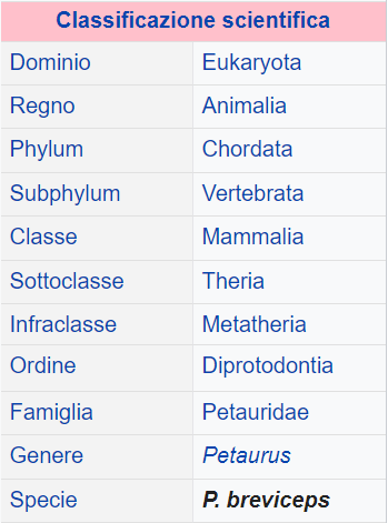 Classificazione Petaurus breviceps