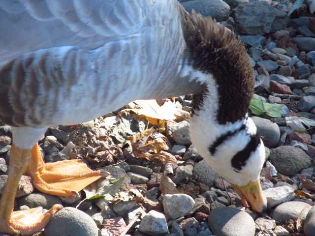 Bar-headed Goose