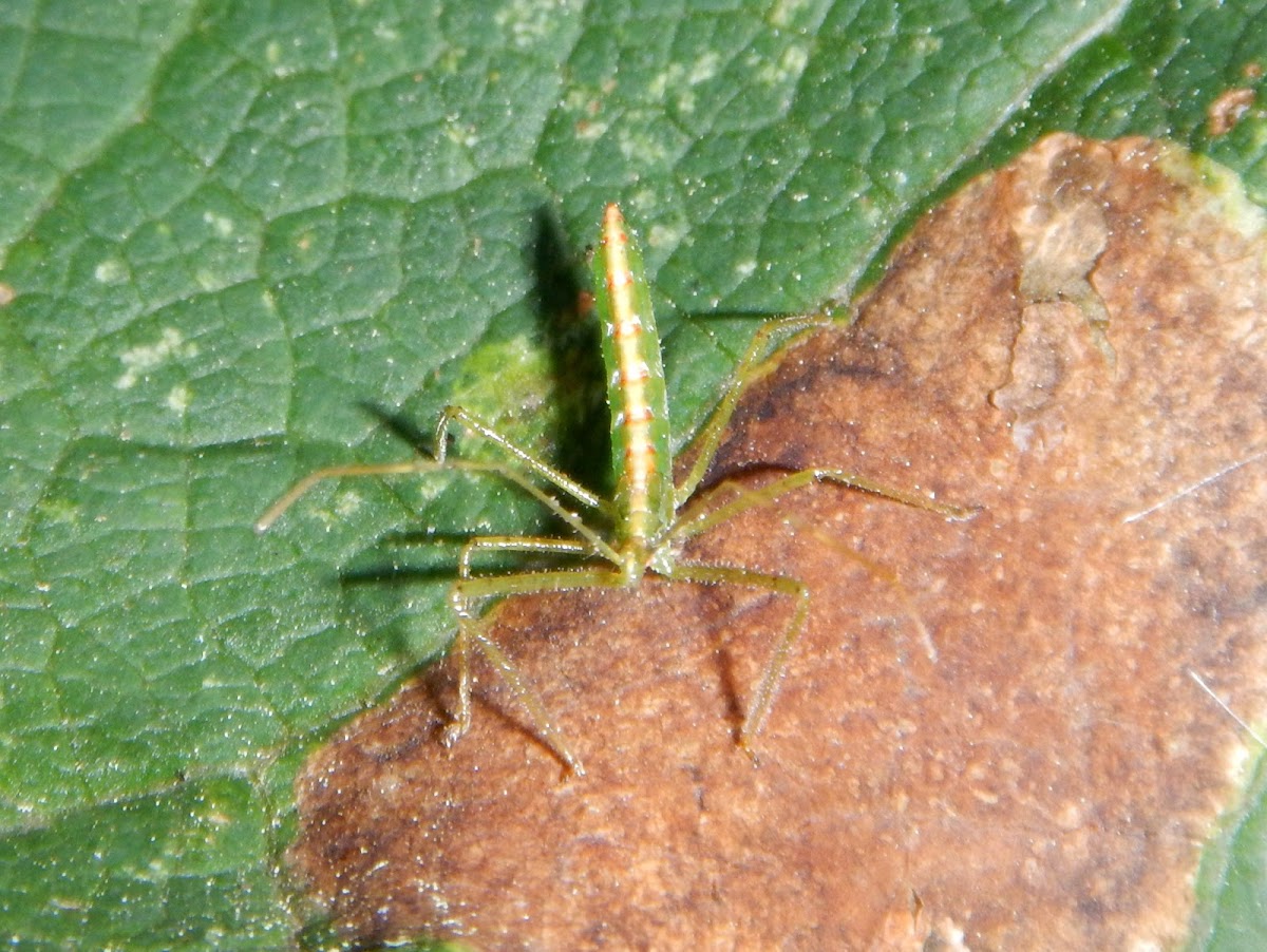 Assassin Bug nymph