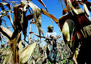 Subsistence farmer Joice Chimedza harvests maize on her small plot in Norton, a farming town 40km west of  Zimbabwe's capital Harare. After the drought, the fall armyworm is  threatening crops from Congo to South Africa.   Photo: Philimon Bulawayo/ Reuters