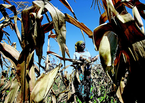 Subsistence farmer Joice Chimedza harvests maize on her small plot in Norton, a farming town 40km west of Zimbabwe's capital Harare. After the drought, the fall armyworm is threatening crops from Congo to South Africa. Photo: Philimon Bulawayo/ Reuters