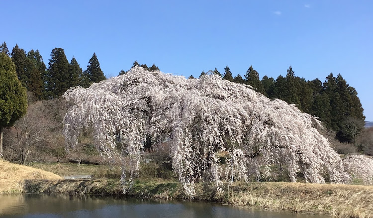 の投稿画像2枚目