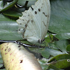 White Morpho