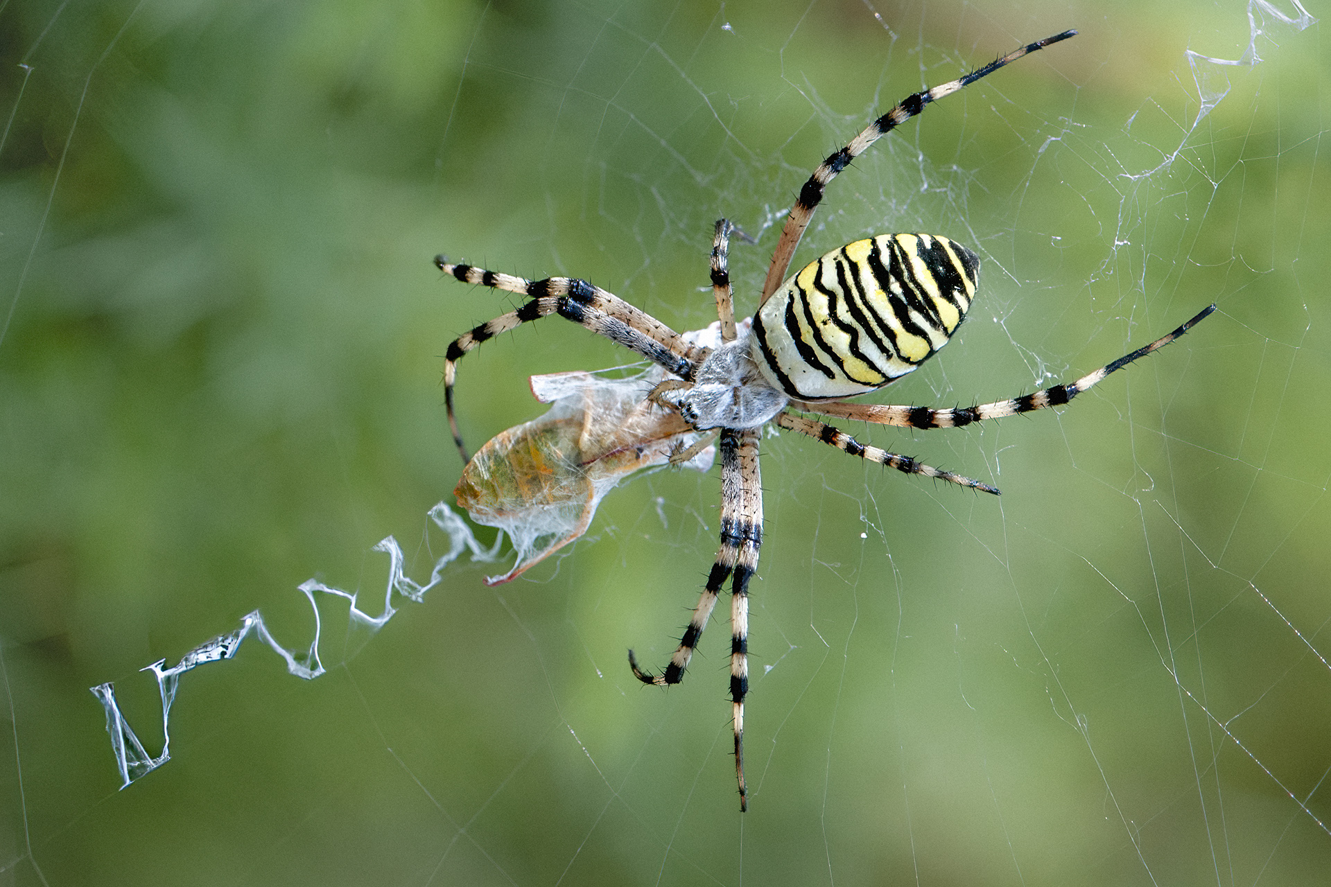 Argiope di Luporosso