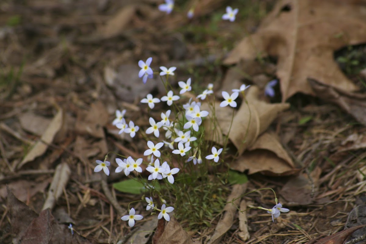 Azure Bluet