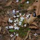 Azure Bluet