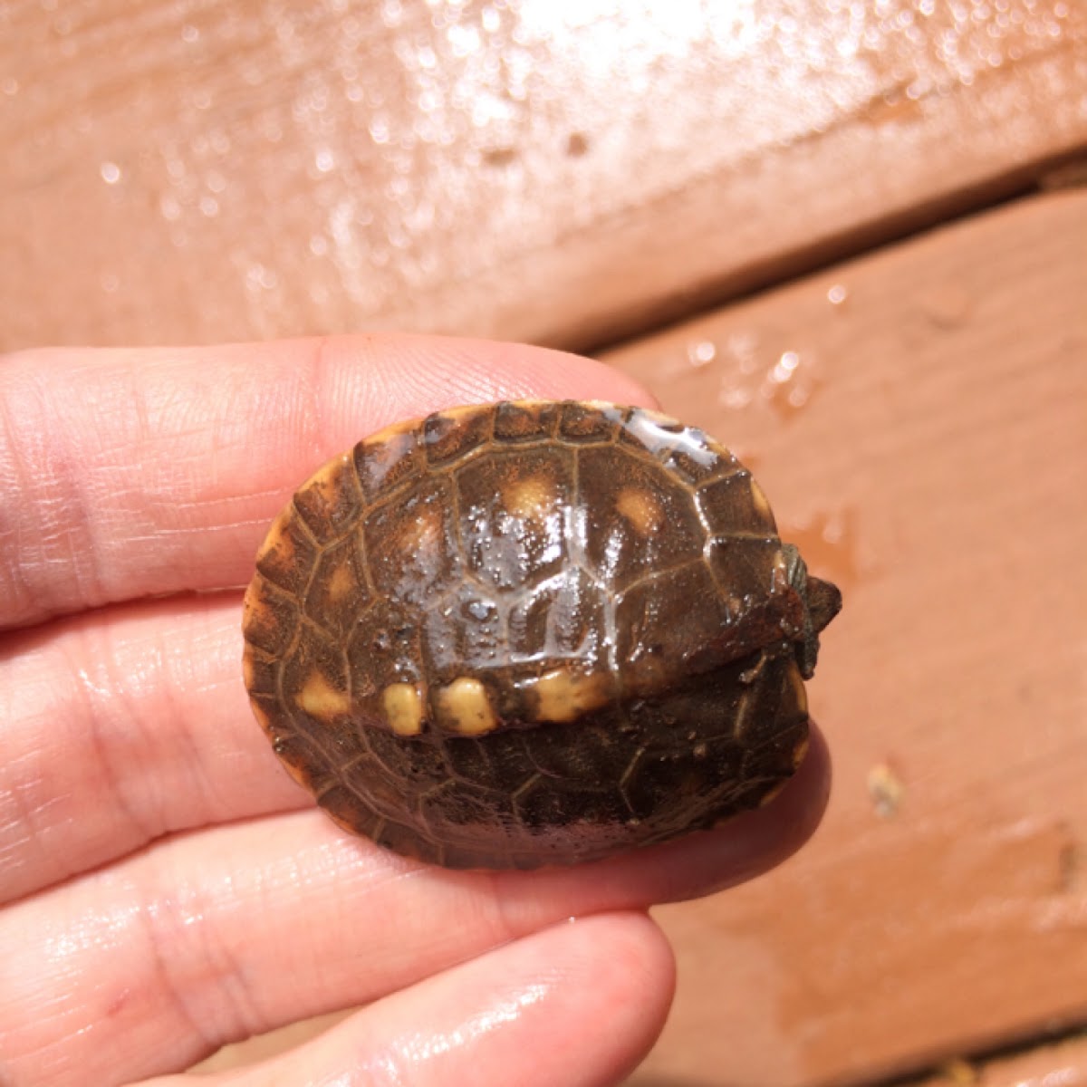 Eastern box turtle