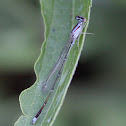 Orange bluet (immature ♂)