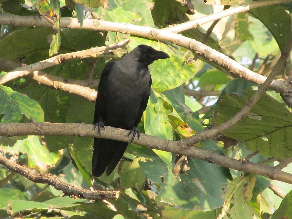 House Crow