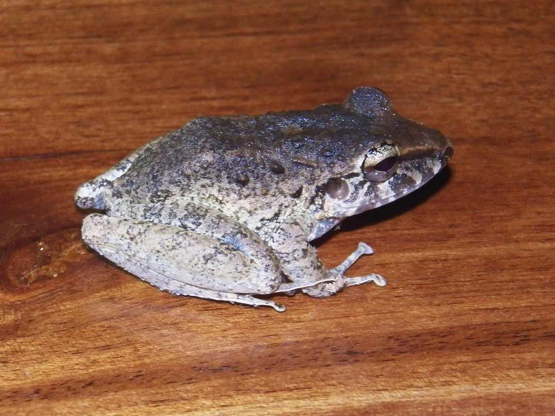 Frog at Nicuesa Rain Forest Lodge, Costa Rica