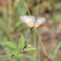 Common Mestra