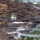 Semipalmated Plover