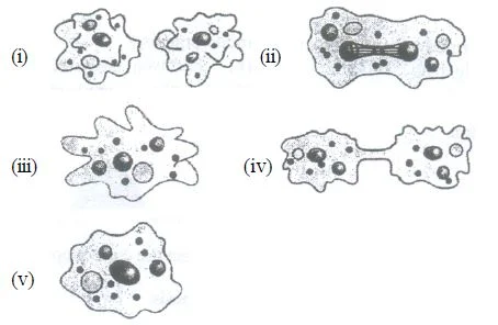 Asexual Reproduction/Vegetative propagation