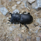 Lesser Stag Beetle