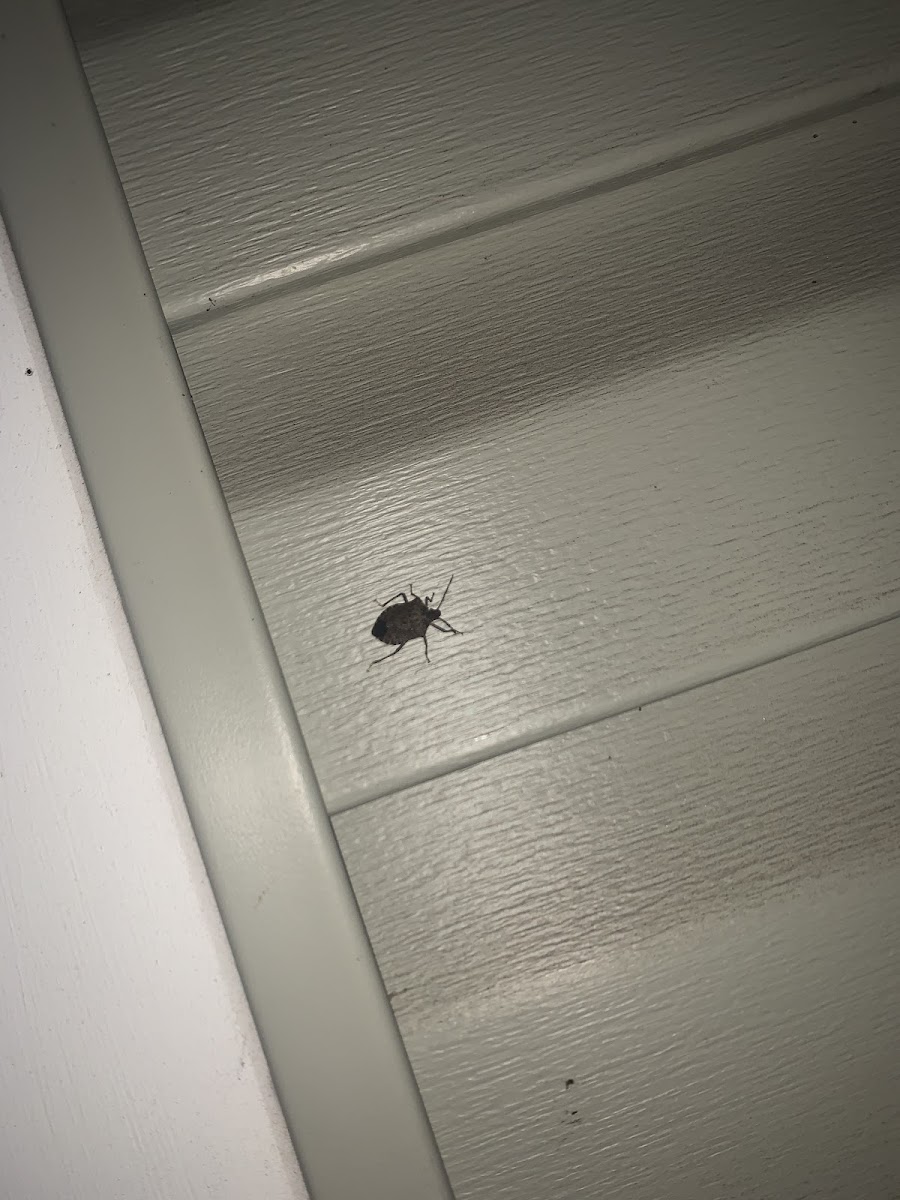 Stink bug