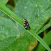 Burnet moth