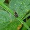 Burnet moth