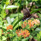 Pipevine Swallowtail