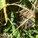 Eastern king snake