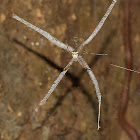 Signature Spider Stabilimentum