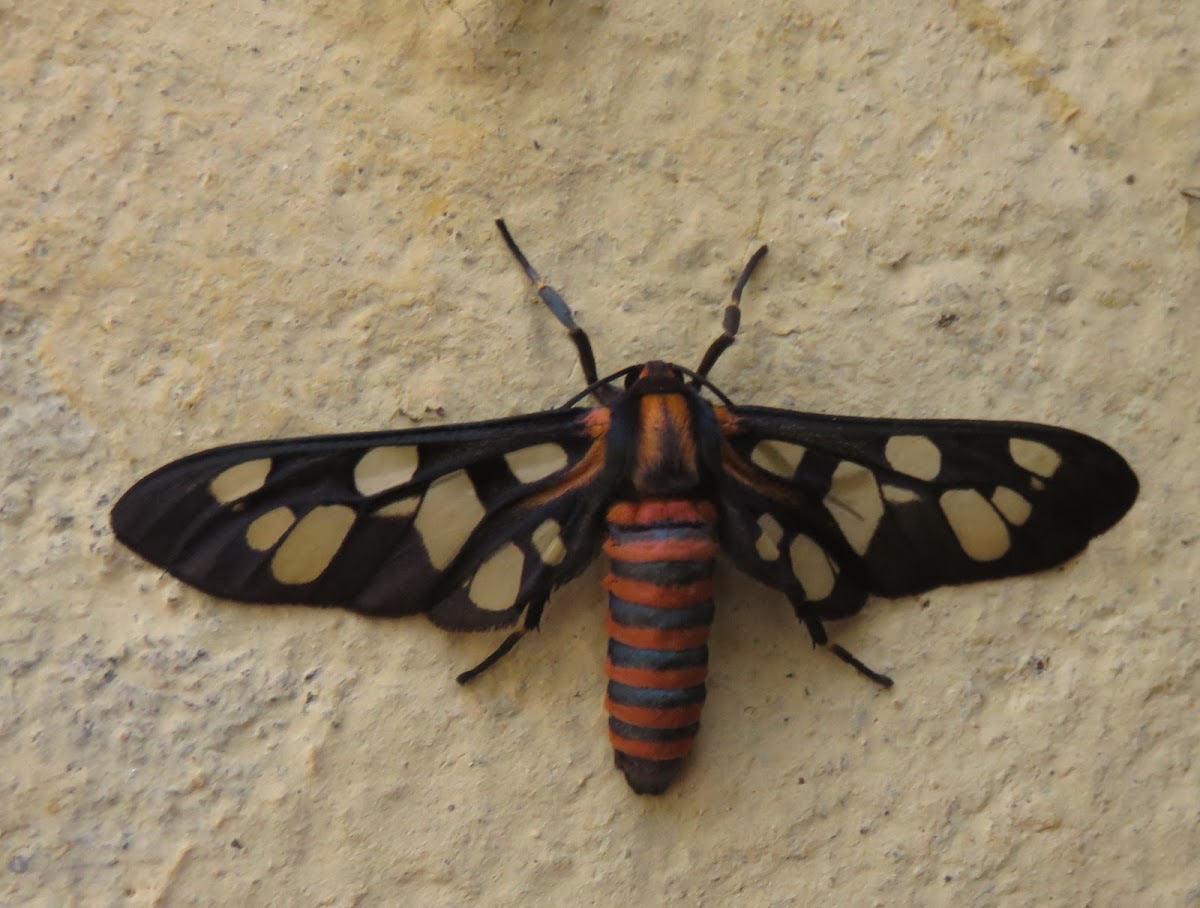 Passalis Wasp Moth