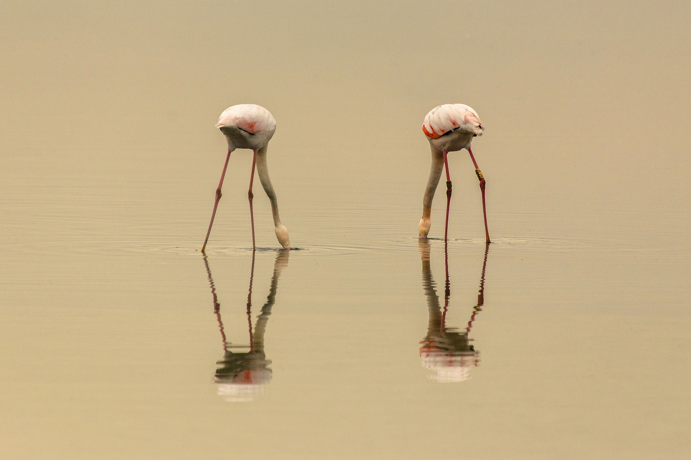 Flamingos Symmetric di Bitop62