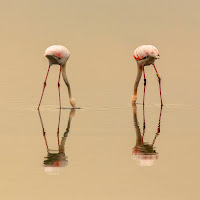 Flamingos Symmetric di 