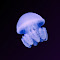 Item logo image for Dark Jelly