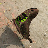 Tailed Jay