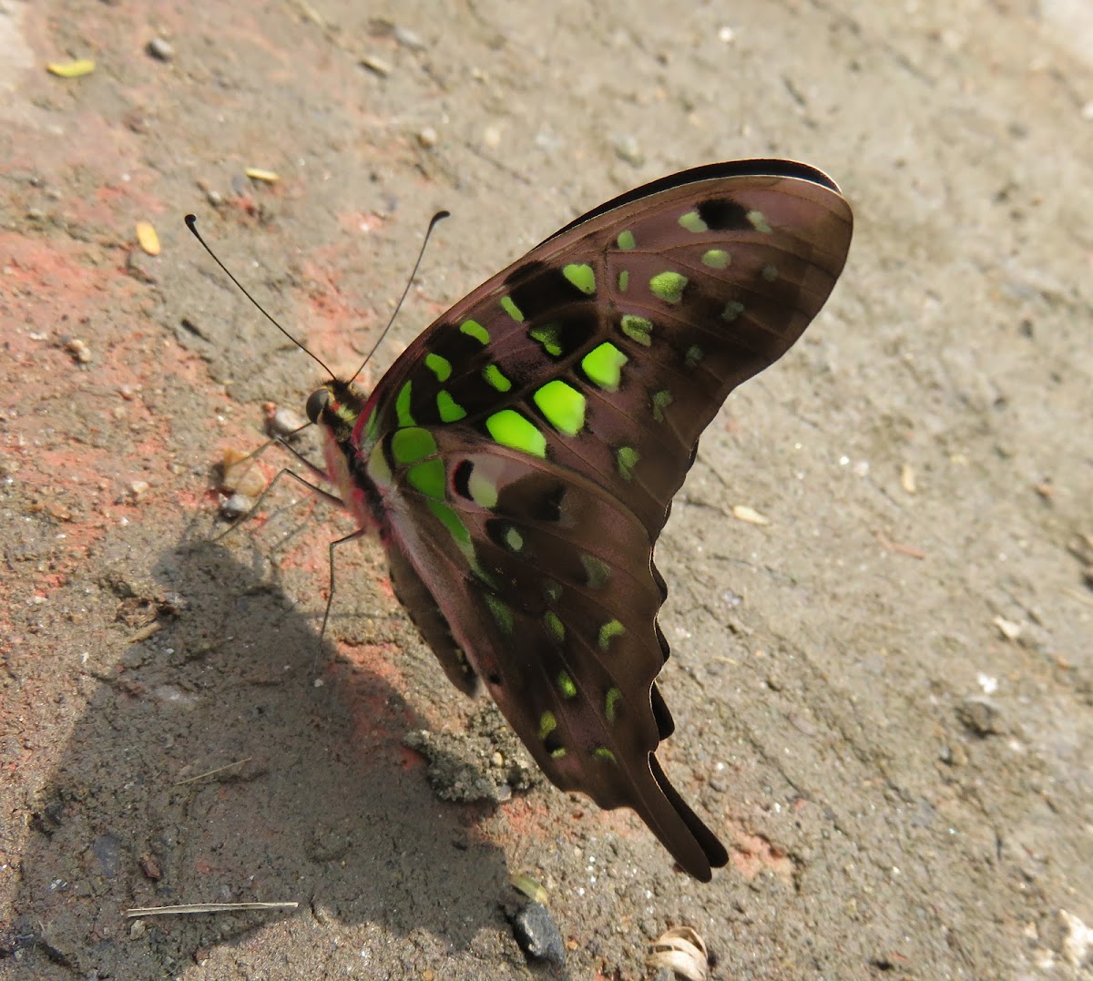 Tailed Jay