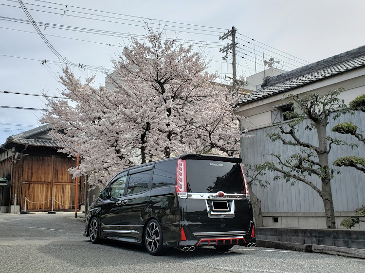 ヴォクシーのBWLT!・Black List !・White List!・🌸桜🌸と愛車・12ヵ月点検仕様に関するカスタム事例の投稿画像4枚目