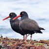 Black oystercatcher