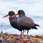 Black oystercatcher