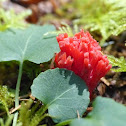 coral mushroom