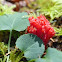 coral mushroom