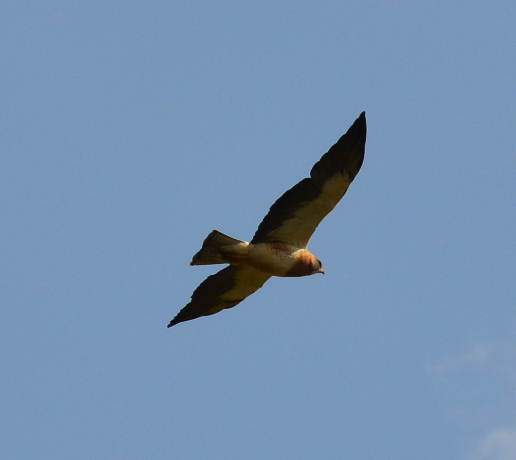 Swainson's hawk