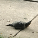 Common Snapping Turtle