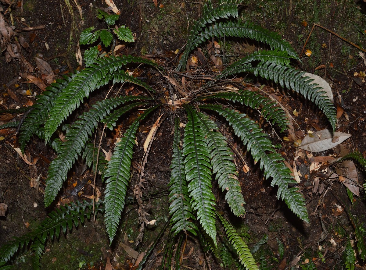 Lance Water Fern