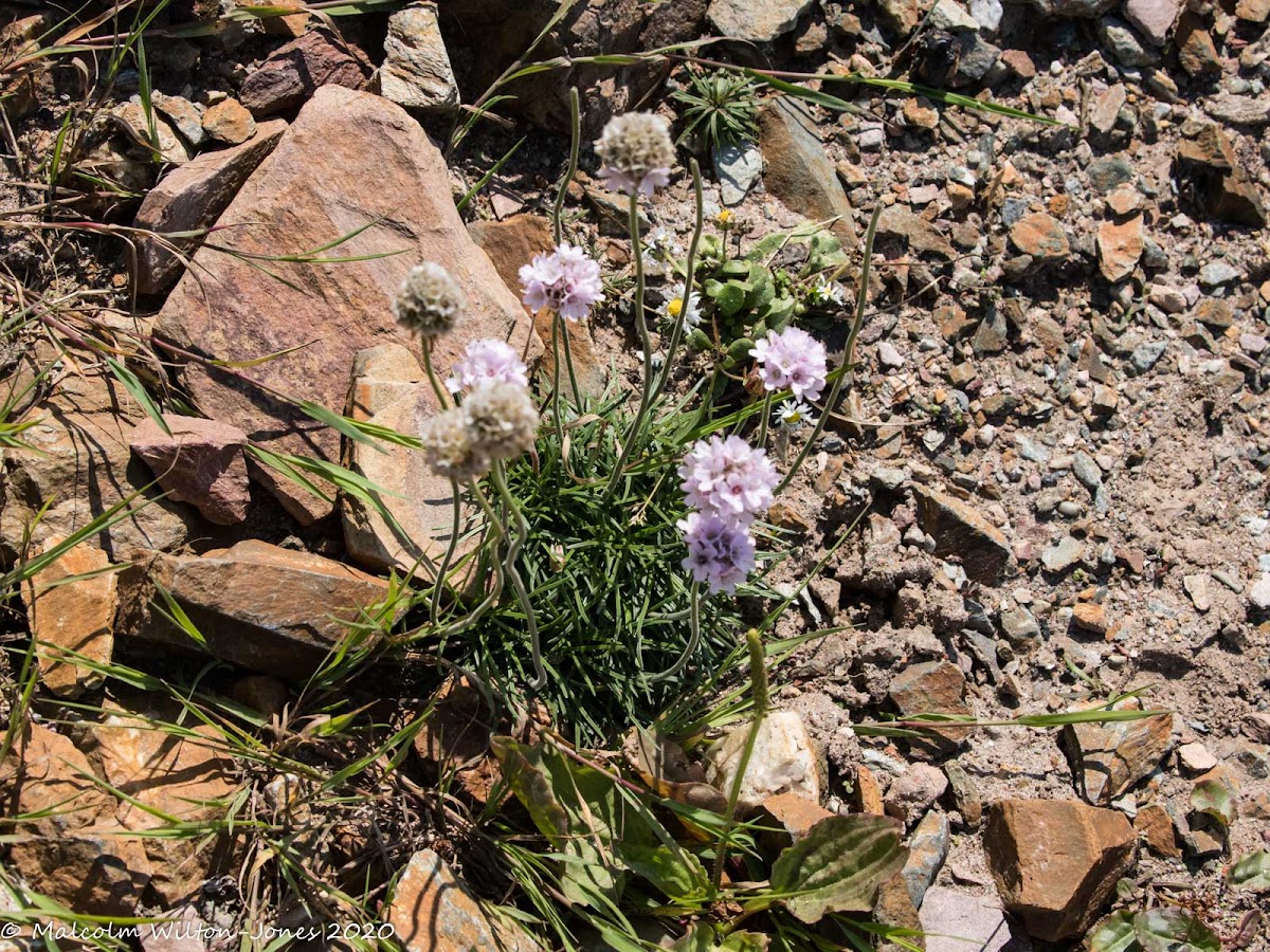 Sea Thrift