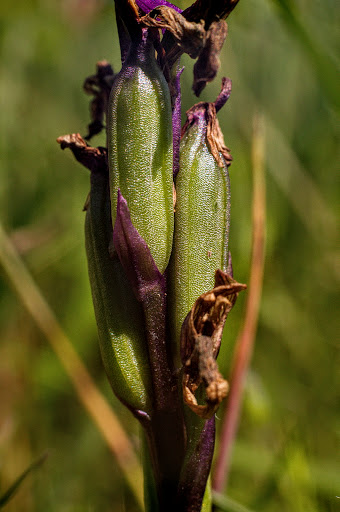 Anacamptis Orchis morio