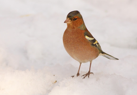 Rosso fuoco Sulla neve di alemaff