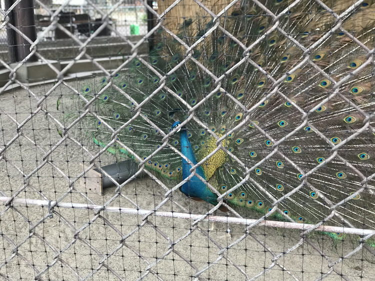 A4 アバントのドライブ・一眼レフ撮影・動物園に関するカスタム事例の投稿画像4枚目
