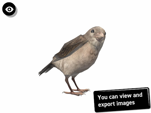 Bird 3D Reference