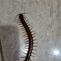 Amazonian giant centipede or Peruvian giant yellow-leg centipede