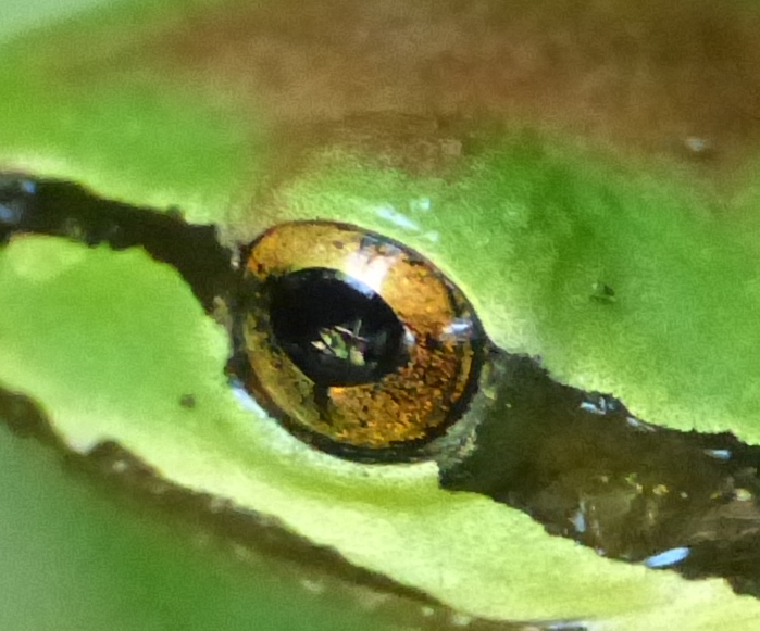 N Pacific Tree frog