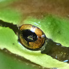 N Pacific Tree frog