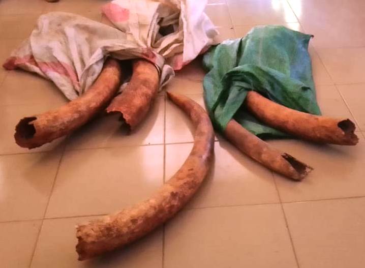 The tusks nabbed in Msambweni, Kwale County on Jan 6